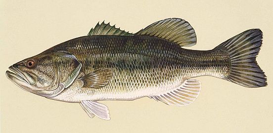 Largemouth bass fish art work micropterus salmoides 552