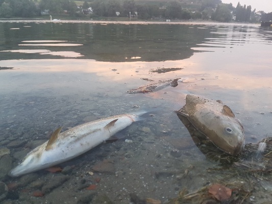 Fischsterben im Rhein