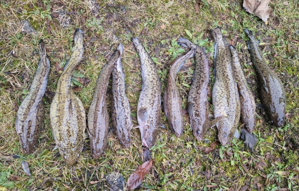 Trueschen 21 12 2025