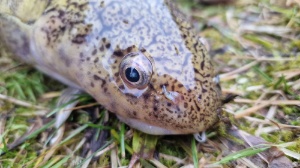 Trueschen 21 12 2025-2 Trueschen 21 12 2025-2