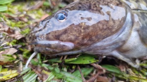 Trueschen 21 12 2025-1 Trueschen 21 12 2025-1