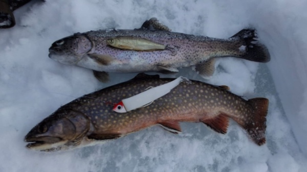 motion photo 287343456019069769