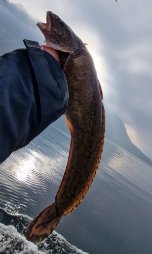 Trueschen 25 01 2026