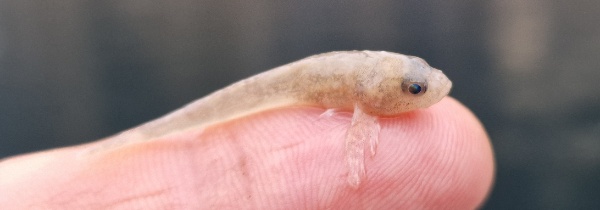 Trueschen 25 01 2026 - 1