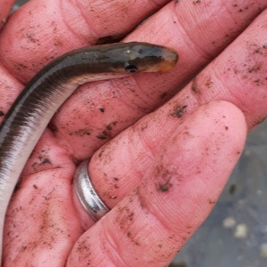 Bachneunauge 2 Bachneunauge 2