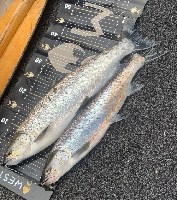 Seeforellen vom 25 03 2026